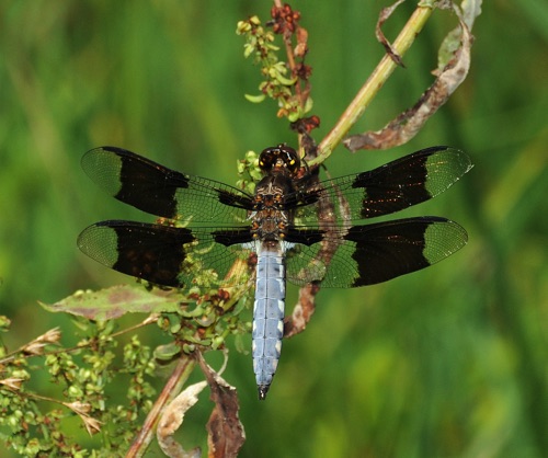 Male
2010_07_01_Chattooga